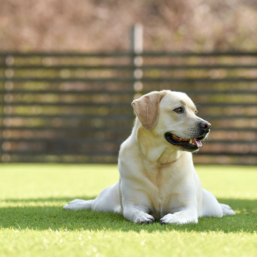 愛犬同伴可ヴィラにはドッグランを完備