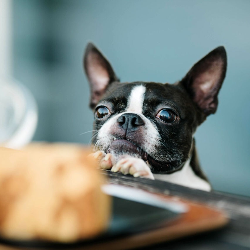 愛犬用食事