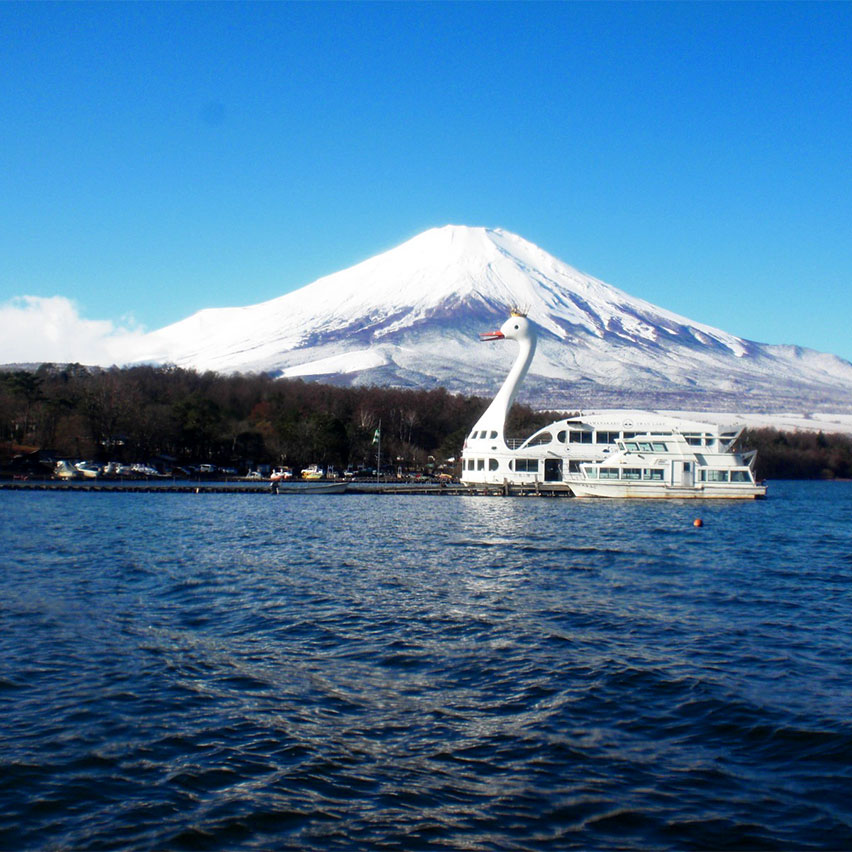 山中湖の 白鳥の湖