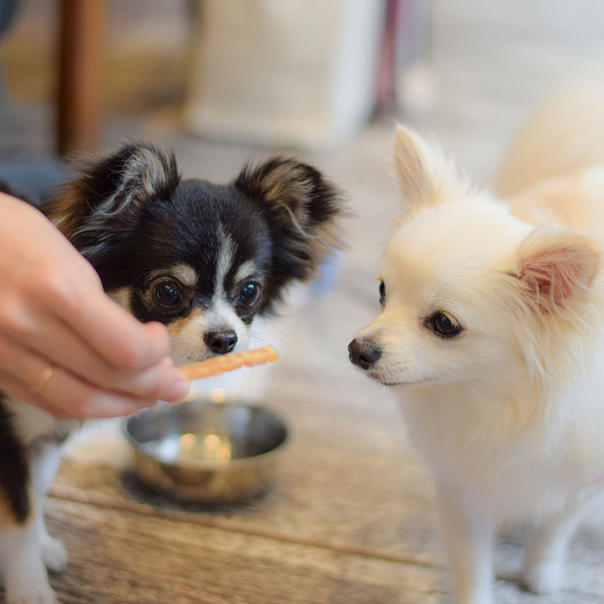 愛犬用おやつ