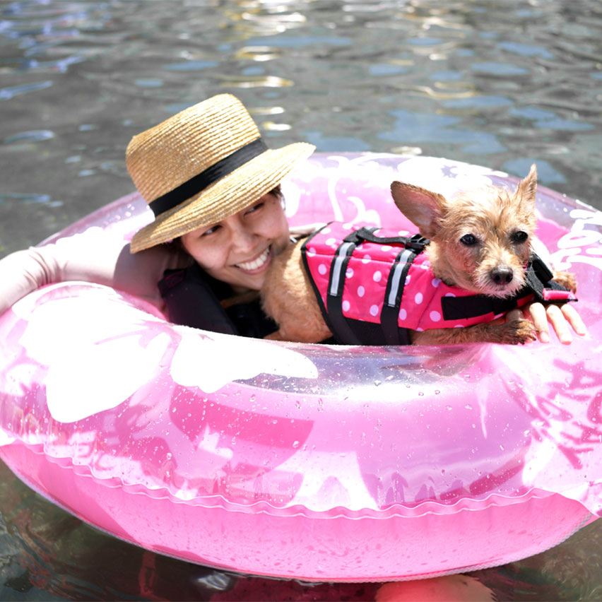 愛犬と海水浴