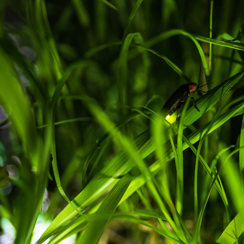 初夏には蛍が飛び交う